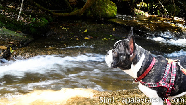 como escolher hotel com cachorro hotel pet friendly dicas viagem com cachorro viagem pet friendly como escolher hotel com cachorro hotel pet friendly dicas viagem com cachorro viagem pet friendly